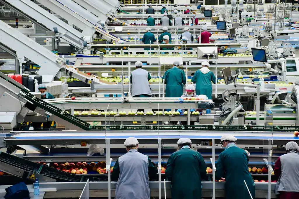 Workers on a fruit-processing production line