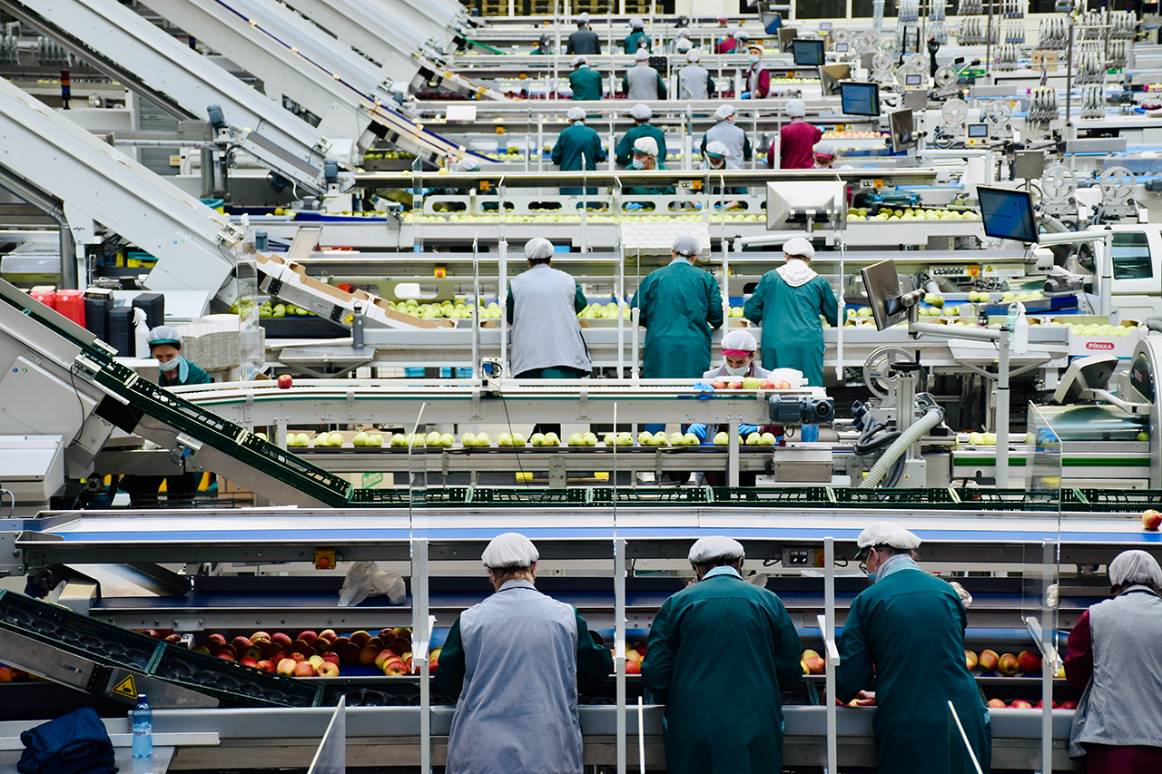 a lot of workers working in a manufacture production line of fruits