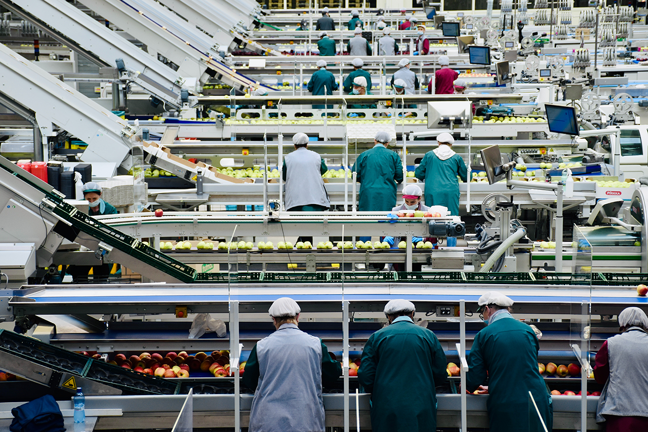 a lot of workers working in a manufacture production line of fruits 